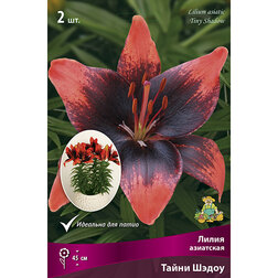 ����  ����� ��������� ����� ����� (2 ��.), ������ �� 299 ���