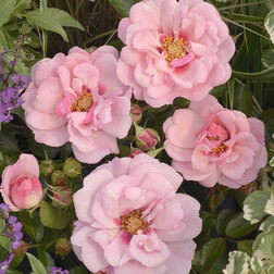 ����  ���� ���������� ����� ���� �� ������, ������ �� 499 ���