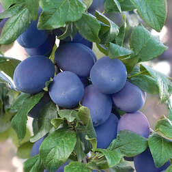 ����  ����� ��������� ���������� (� �����), ������ �� 756 ���