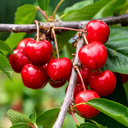 ����  ������� ������� ���� (������ �������� ���-2) (� �����), ������ �� 900 ���