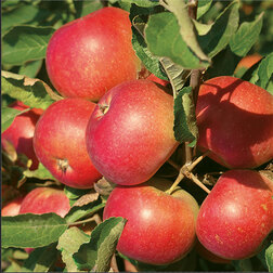      ( 54-118 ) ( ),   729 