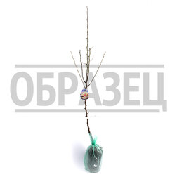 ����  ����� ��������� (2-� ���) (� �����), ������ �� 828 ���