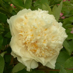 ����  ���� ����������� ��'� ������, ������ �� 867 ���