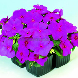 ����  ��������� ������ ������ (1��-1000��.), ������ �� 4480 ���