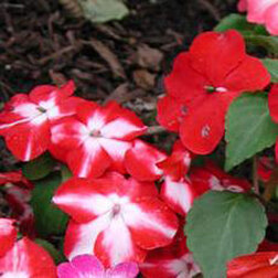 ����  ��������� ������ ��� ���� (1��-100��) ���������������� ������, ������ �� 560 ���