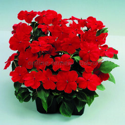 ����  ��������� ������ ��� (1��-1000��) ���������������� ������, ������ �� 4480 ���