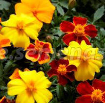 ����  �������� ����������� ����� ���� (1 ��-1000 ��) ���������������� ������, ������ �� 2880 ���