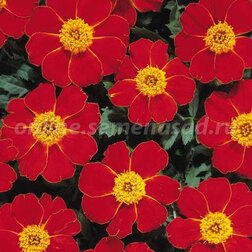 ����  �������� ����������� ����� ��� (1 ��-1000 ��) ���������������� ������, ������ �� 2880 ���