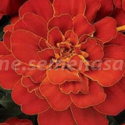 ����  �������� ����������� ������� ��� (1��-1000 ��) ���������������� ������, ������ �� 1328 ���