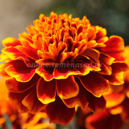 ����  �������� ����������� ������ ����� (1��-1000��) ���������������� ������, ������ �� 1840 ���