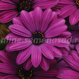 ����  ������������ ������ ����� (1��-100 ��) ���������������� ������, ������ �� 5600 ���