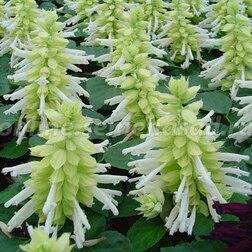 ����  ������� ����� ���� (1��-1000��) ���������������� ������, ������ �� 2960 ���