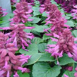 ����  ������� ����� �������� (1��-1000��) ���������������� ������, ������ �� 2960 ���