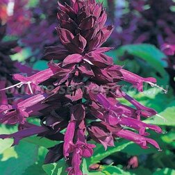 ����  ������� ����� ����� (1��-1000��) ���������������� ������, ������ �� 2960 ���