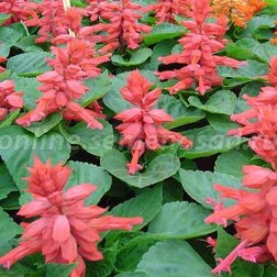 ����  ������� ����� ���� (1��-1000��) ���������������� ������, ������ �� 2960 ���