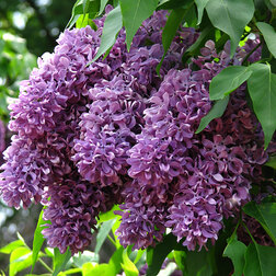 ����  ������ ������������ ������� ��������, ������ �� 595 ���