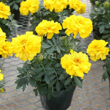 ����  �������� ����������� ������ ����� (1��-1000��), ������ �� 1680 ���