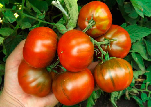 ����  ������ ����� ������ ����� �������� ������ ��������, 5 ��., ������ �� 75 ���