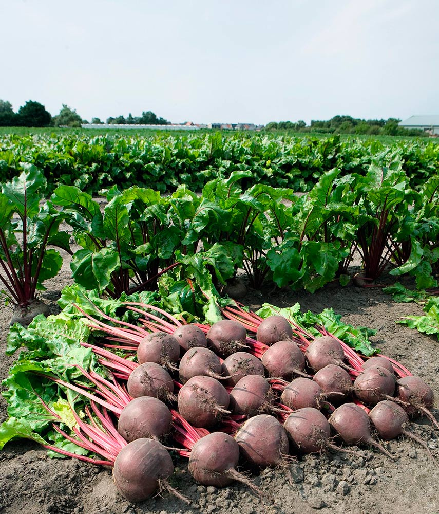    SEEDSPOST   F1, 50 .   Bejo Zaden,   75 