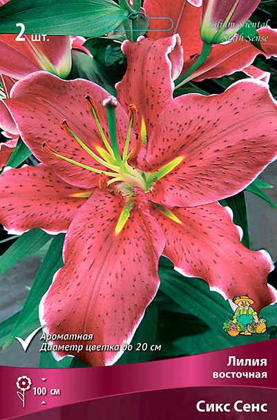 ����  ���������� �������� ����� ��������� ����� ��������� ���� ����, 2 ��., ������ �� 395 ���