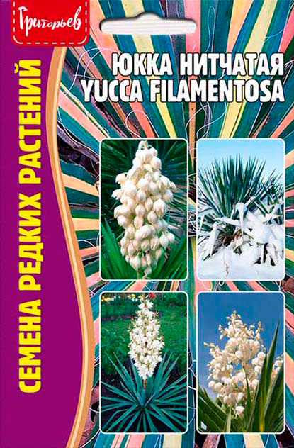 ����  ������ ��������� ���� �������� (Yucca filamentosa), 15 ��. ������ ������ ��������, ������ �� 145 ���