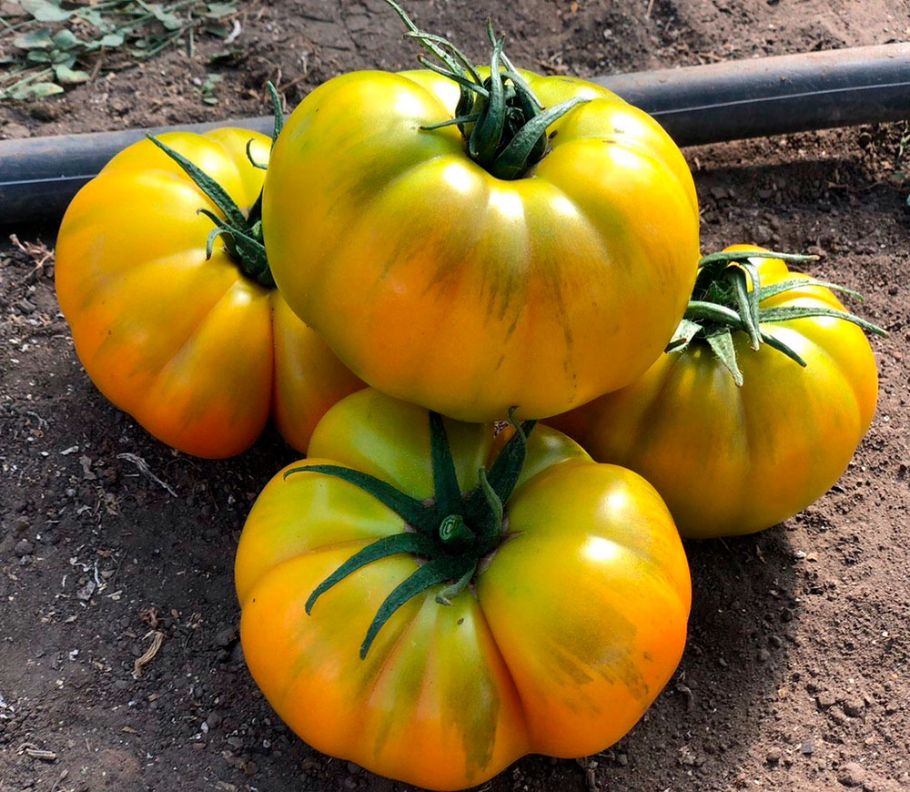 ����  ������ SEEDSPOST ����� ����� ��� F1, 3 ��. Yuksel ������� ������, ������ �� 195 ���