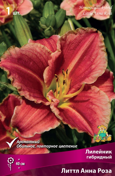 ����  ���������� �������� ����� ��������� �������� ��������� ����� ���� ����, 1 ��. NEW, ������ �� 349 ���