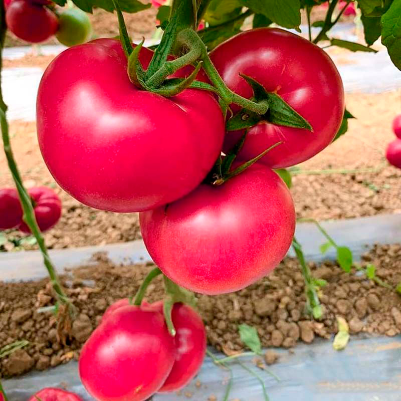 ����  ������ SEEDSPOST ����� ���� ���� F1, 5 ��. Seminis ������� ������, ������ �� 295 ���