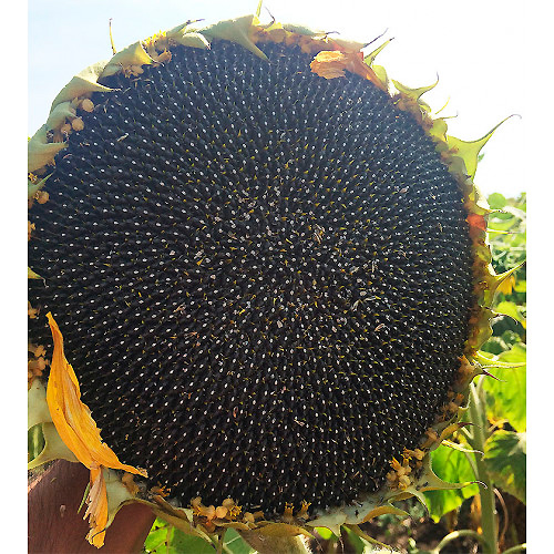 ����  ������ ����� ������ ������������ ���, 10 ��., ������ �� 45 ���