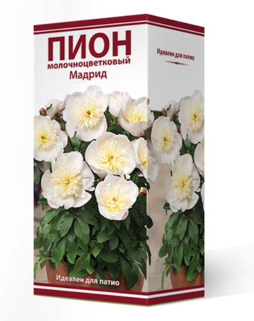 ����  ���������� �������� ����� ��������� ���� ����������� ��� ����� ������, 1 ��., ������ �� 1110 ���