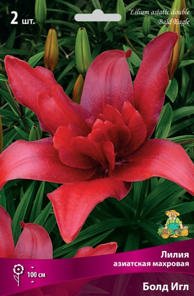 ����  ���������� �������� ����� ��������� ����� ��������� �������� ���� ���, 2 ��., ������ �� 545 ���