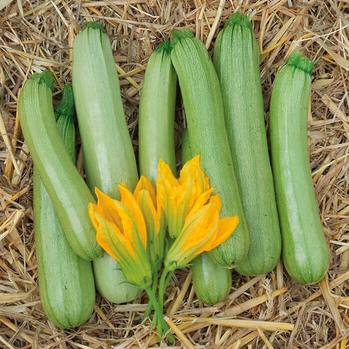    SEEDSPOST   F1, 5 .   Nunhems,   175 