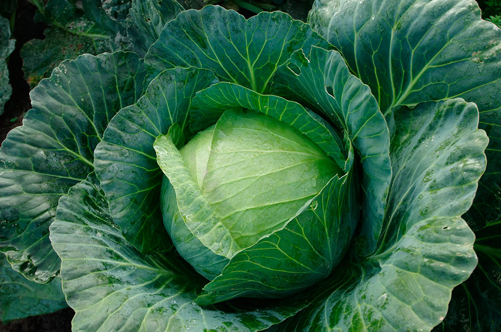    SEEDSPOST    F1, 10 .   Syngenta,   125 