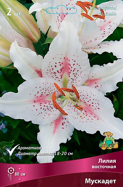 ����  ���������� �������� ����� ��������� ����� ��������� ��������, 2 ��., ������ �� 575 ���