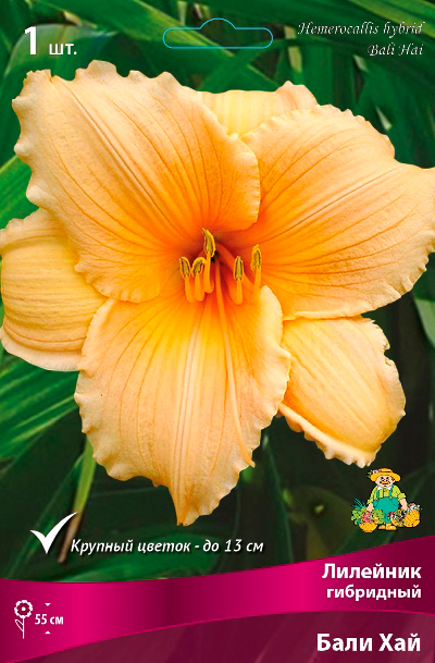 ����  ���������� �������� ����� ��������� �������� ��������� ���� ���, 1 ��. NEW, ������ �� 445 ���