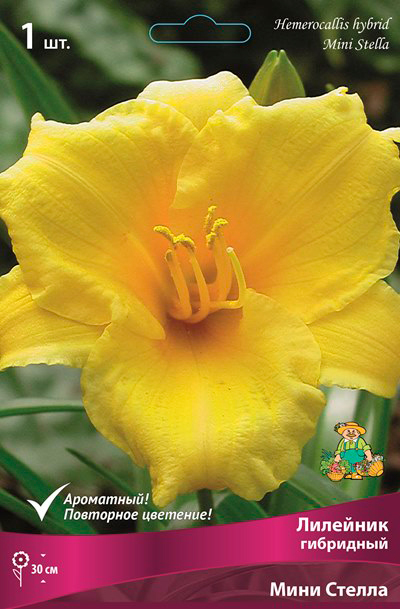 ����  ���������� �������� ����� ��������� �������� ��������� ���� ������, 1 ��. NEW, ������ �� 295 ���