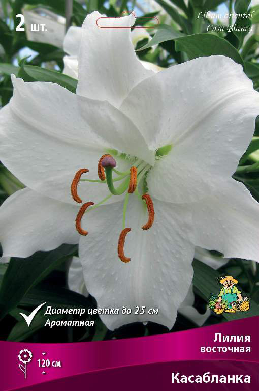 ����  ���������� �������� ����� ��������� ����� ��������� ����������, 2 ��., ������ �� 449 ���