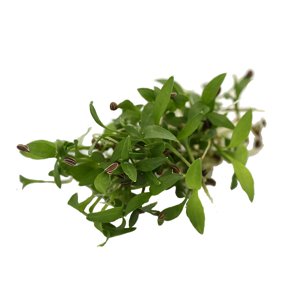 ����  ������ Elite Seeds ����������� �������� �������� ���� ����, 20 � ���������������� ��������, ������ �� 145 ���