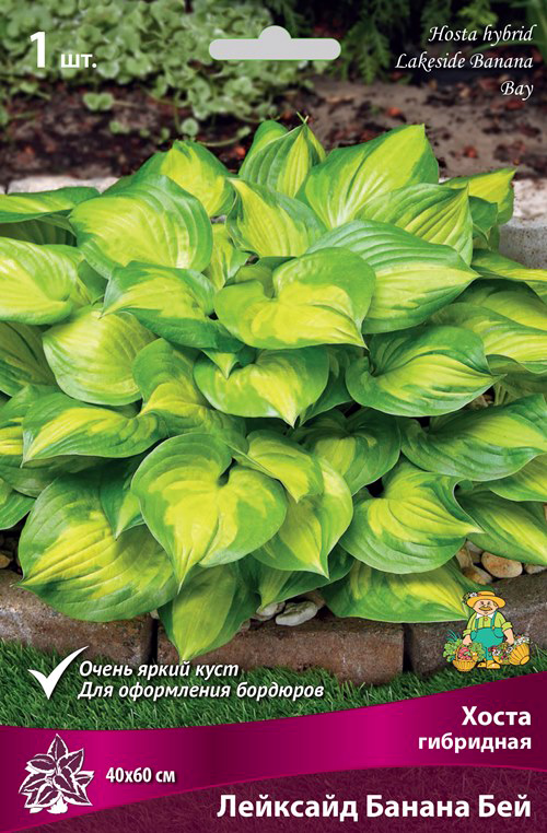 ����  ���������� �������� ����� ��������� ����� ��������� �������� ������ ���, 1 ��., ������ �� 425 ���