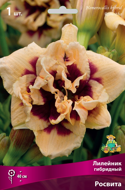 ����  ���������� �������� ����� ��������� �������� ��������� �������, 1 ��., ������ �� 590 ���