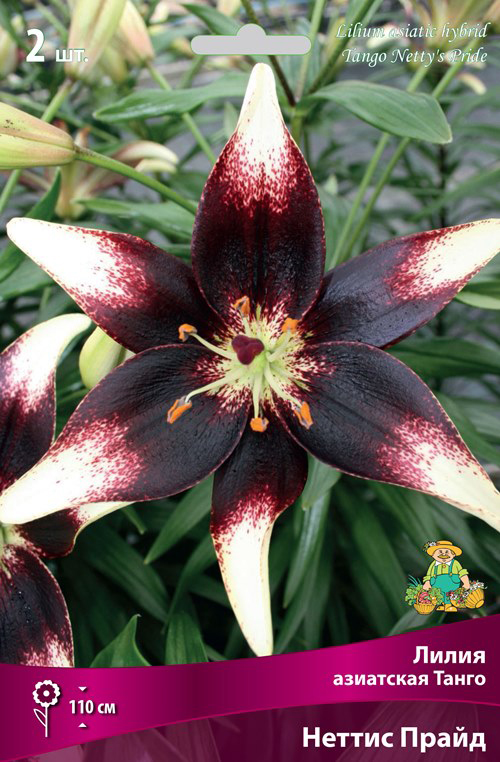 ����  ���������� �������� ����� ��������� ����� ��������� ����� ������ �����, 2 ��., ������ �� 455 ���