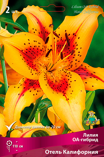 ����  ���������� �������� ����� ��������� ����� ��-������ ����� ����������, 2 ��., ������ �� 495 ���