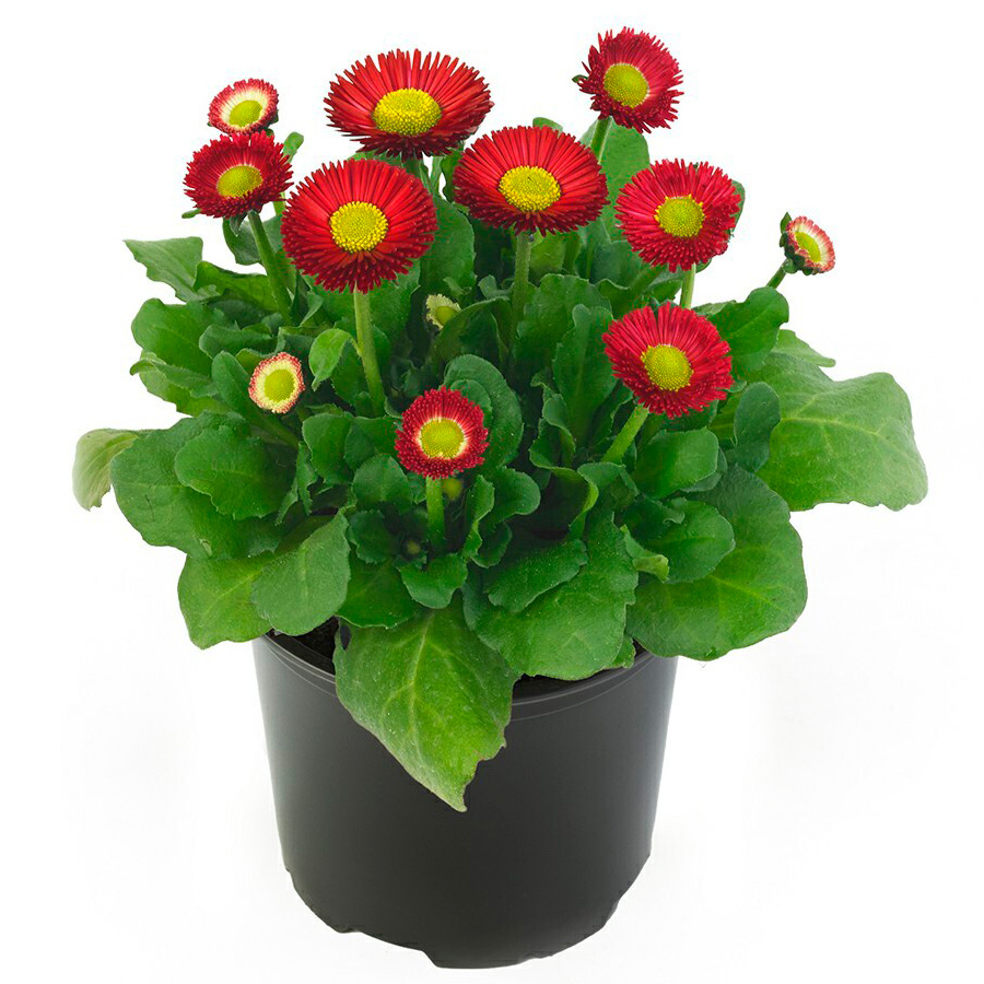    SEEDSPOST    , 10  Benary  ,   145 