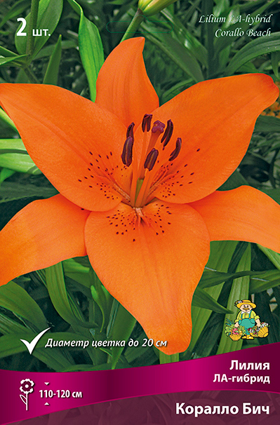 ����  ���������� �������� ����� ��������� ����� ��-������ ������� ���, 2 ��., ������ �� 349 ���