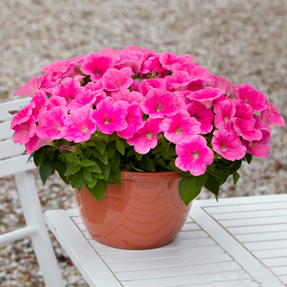    SEEDSPOST   3   (E3 Easy Wave)   F1, 5  PanAmerican  ,   395 