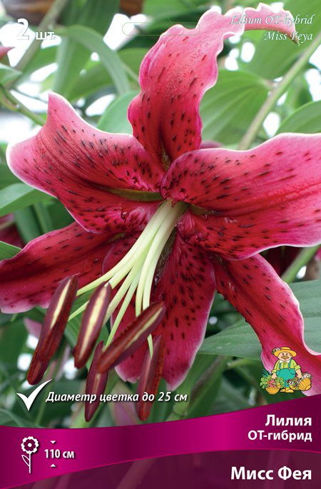 ����  ���������� �������� ����� ��������� ����� ��-������ ���� ���, 2 ��., ������ �� 495 ���