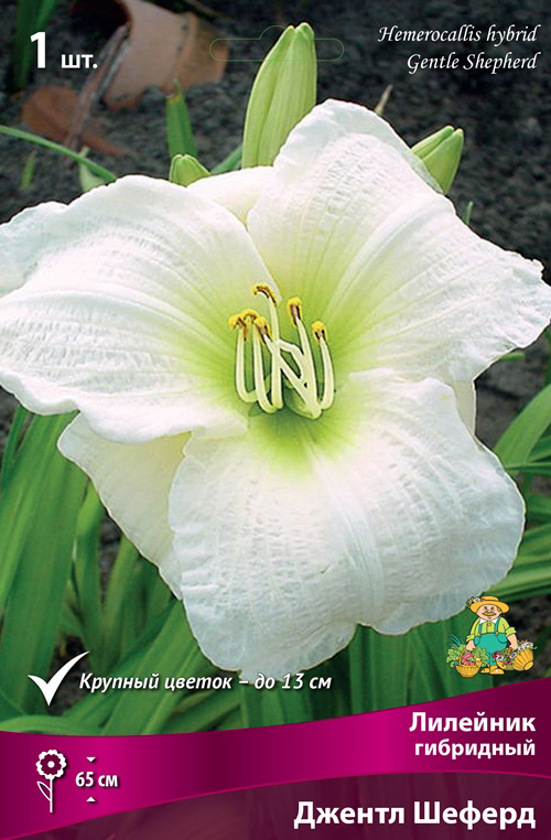 ����  ���������� �������� ����� ��������� �������� ��������� ������ ������, 1 ��., ������ �� 545 ���