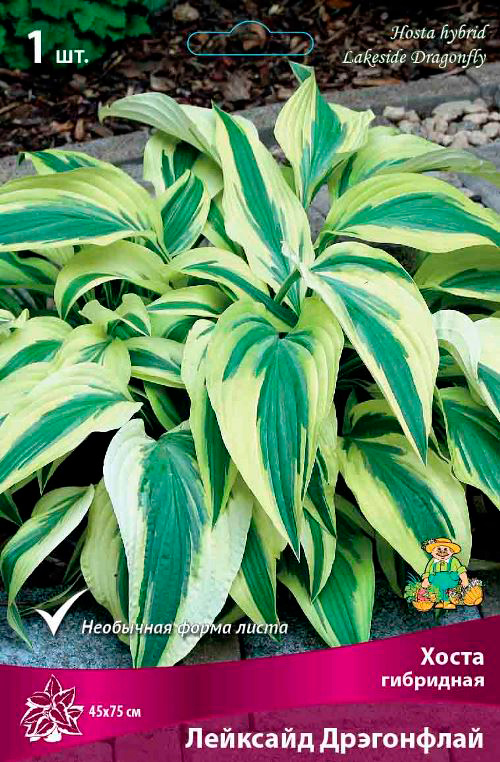 ����  ���������� �������� ����� ��������� ����� ��������� �������� ����������, 1 ��., ������ �� 525 ���