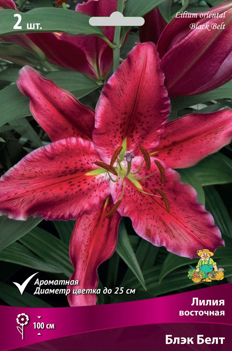 ����  ���������� �������� ����� ��������� ����� ��������� ���� ����, 2 ��., ������ �� 449 ���