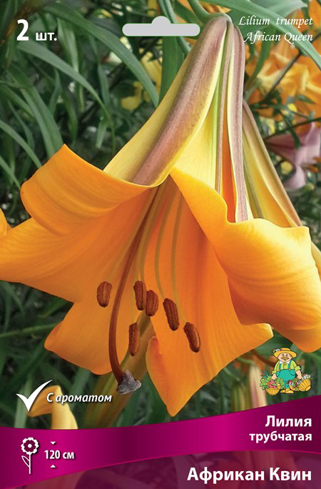 ����  ���������� �������� ����� ��������� ����� ��������� ������� ����, 2 ��., ������ �� 495 ���